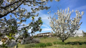 almendros sabiñares